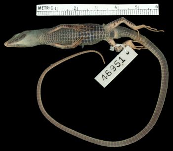 Media type: image;   Herpetology R-46951 Aspect: ventral